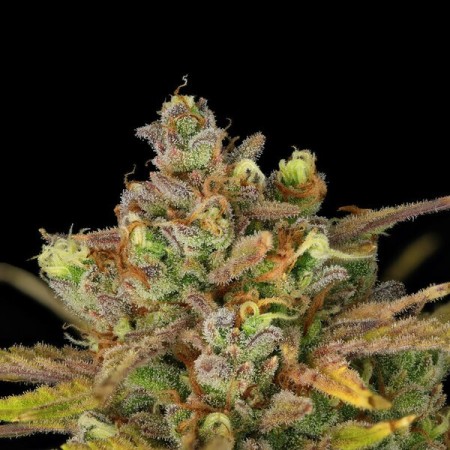 Sweet ZZ - Royal Queen Seeds | Autoflowering Cannabis Seeds