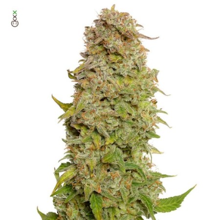 Milkshake Kush - Amsterdam Genetics Seeds | Autoflower Cannabis Seeds