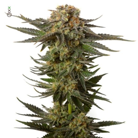 Moncherry - Amsterdam Genetics Seeds | Feminized Cannabis Seeds