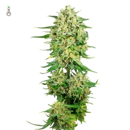 Royal Choco - Amsterdam Genetics Seeds | Feminized Cannabis Seeds