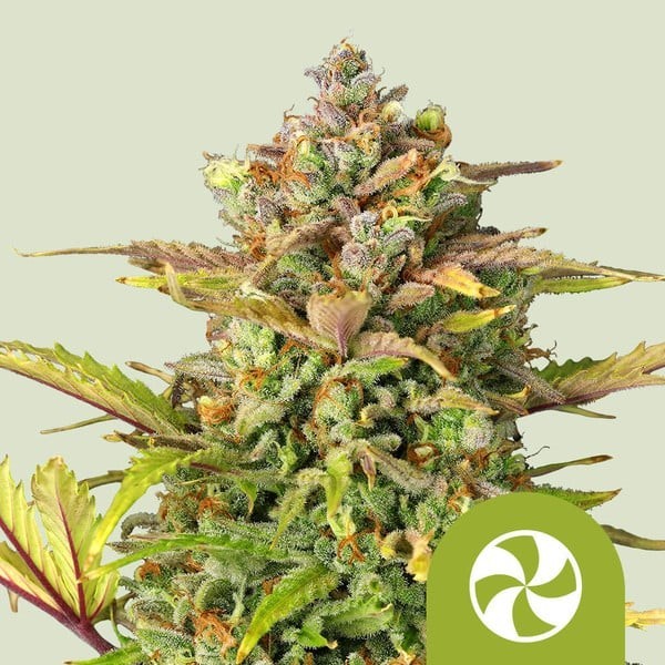 Sweet ZZ - Royal Queen Seeds | Autoflowering