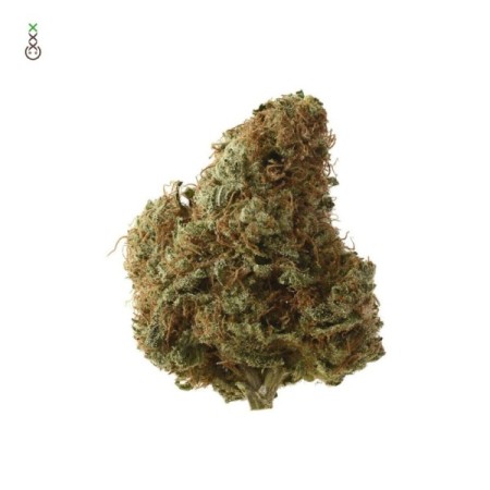 Sketch - Amsterdam Genetics Seeds | Feminized Cannabis Seeds