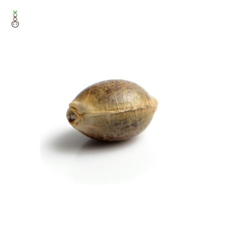 Skyrocket - Amsterdam Genetics Seeds | Feminized Cannabis Seeds