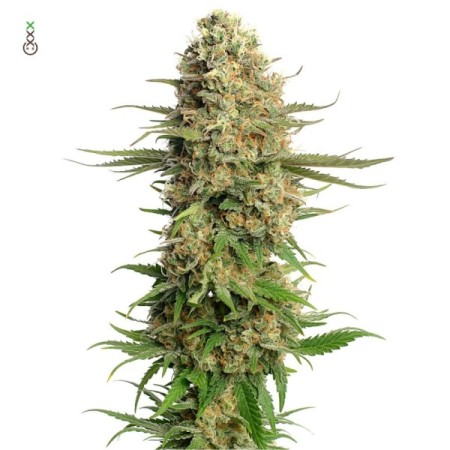 Skywalker Saga - Amsterdam Genetics Seeds | Feminized Cannabis Seeds
