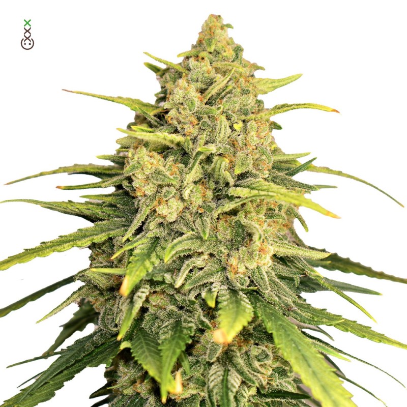 Tangerine G13 - Amsterdam Genetics Seeds | Feminized Cannabis Seeds