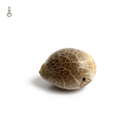 Tangerine G13 - Amsterdam Genetics Seeds | Feminized Cannabis Seeds