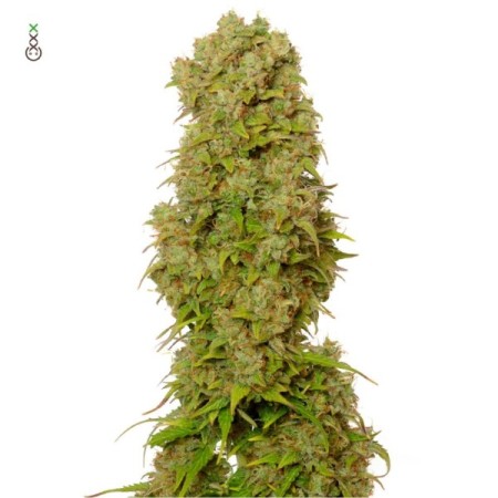 White Choco - Amsterdam Genetics Seeds | Autoflower Cannabis Seeds
