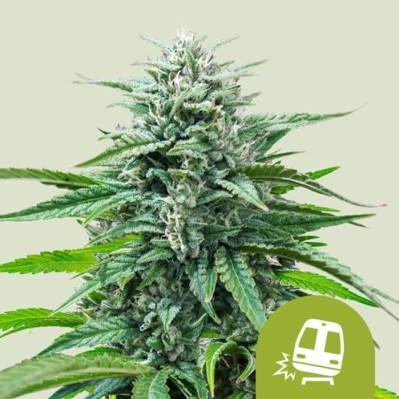 Trainwreck - Royal Queen Seeds | Autoflowering Cannabis Seeds