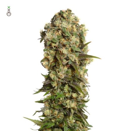 White Choco Haze - Amsterdam Genetics Seeds | Feminized