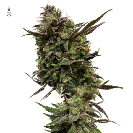 White Choco - Amsterdam Genetics Seeds | Feminized Cannabis Seeds