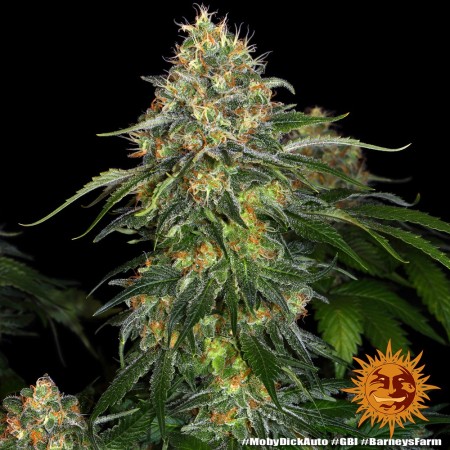 Moby Dick - Barney's Farm Seeds | Feminized Cannabis Seeds
