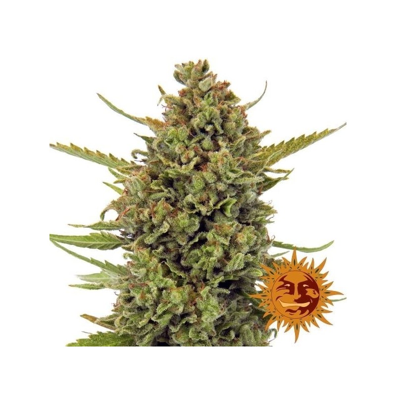 Acapulco Gold - Barney's Farm Seeds | Feminized Cannabis Seeds