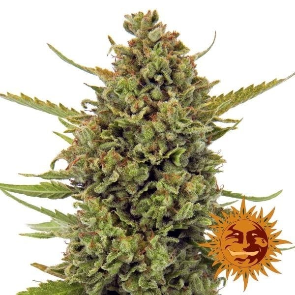 Acapulco Gold - Barney's Farm Seeds | Feminized