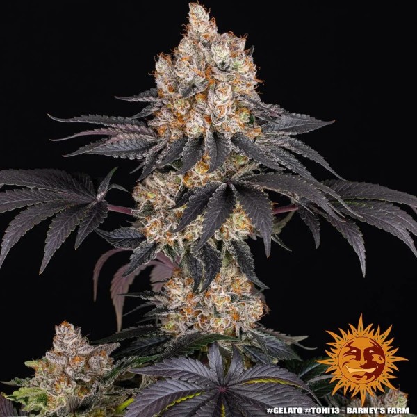 Bubblegum Gelato - Barney's Farm Seeds | Feminized