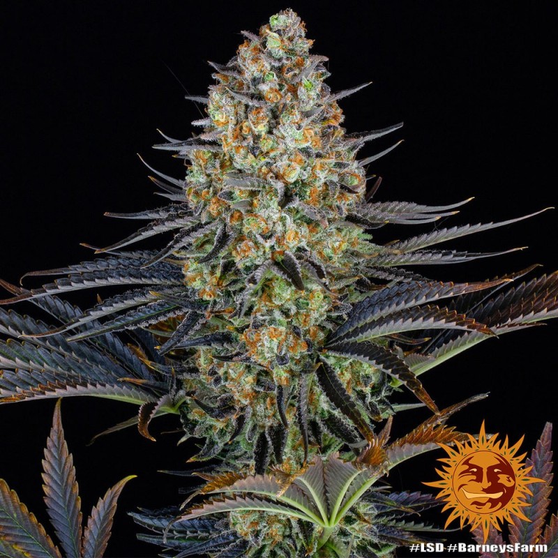 LSD - Barney's Farm Seeds | Autoflower Cannabis Seeds