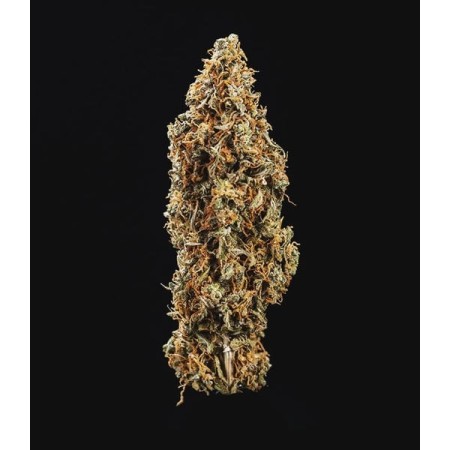 Triple G - Royal Queen Seeds | Autoflowering Cannabis Seeds