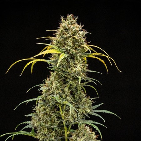 Triple G - Royal Queen Seeds | Autoflowering Cannabis Seeds