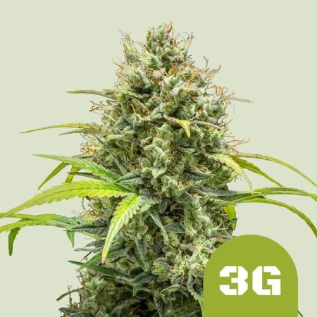 Triple G - Royal Queen Seeds | Autoflowering Cannabis Seeds