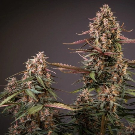 Blackberry Kush - Dutch Passion Seeds | Autoflowering
