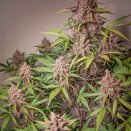 Blackberry Kush - Dutch Passion Seeds | Autoflowering