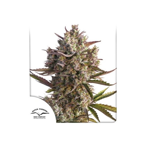 Blueberry - Dutch Passion Seeds | Autoflowering
