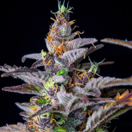 Watermelon - Royal Queen Seeds | Autoflowering Cannabis Seeds