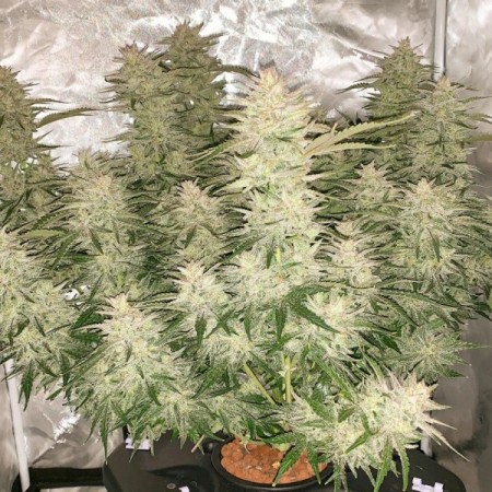 Glueberry O.G. - Dutch Passion Seeds | Autoflowering Cannabis Seeds