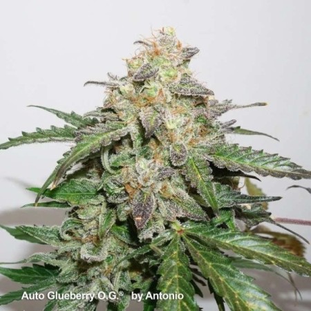 Glueberry O.G. - Dutch Passion Seeds | Autoflowering Cannabis Seeds
