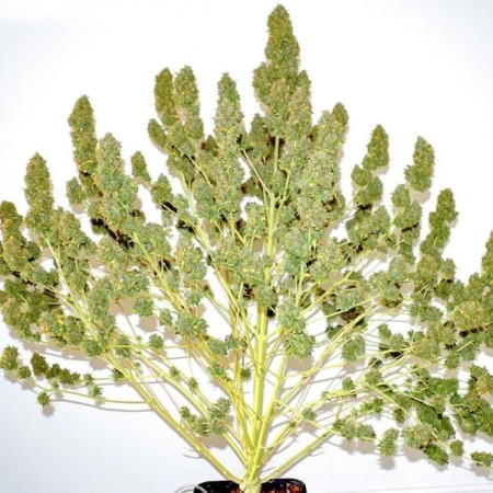 Glueberry O.G. - Dutch Passion Seeds | Autoflowering Cannabis Seeds