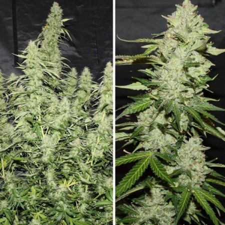 Glueberry O.G. - Dutch Passion Seeds | Autoflowering Cannabis Seeds
