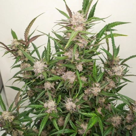 Mimosa Punch - Dutch Passion Seeds | Autoflowering Cannabis Seeds Mimosa Punch - Dutch Passion Seeds | Autoflowering Cannabis Seeds