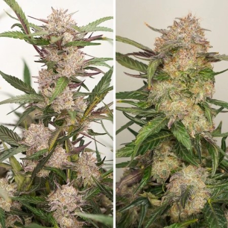 Mimosa Punch - Dutch Passion Seeds | Autoflowering Cannabis Seeds Mimosa Punch - Dutch Passion Seeds | Autoflowering Cannabis Seeds