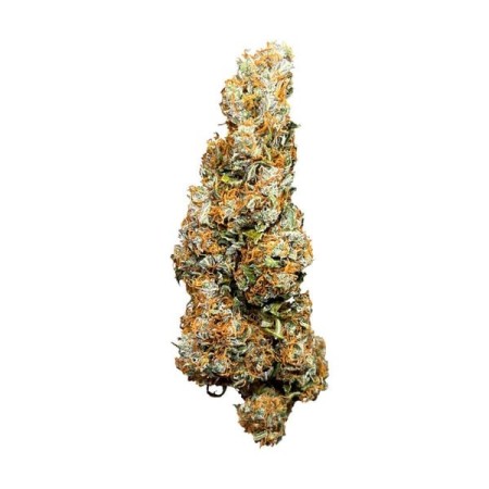 Wedding Cake - Royal Queen Seeds | Autoflowering Cannabis Seeds