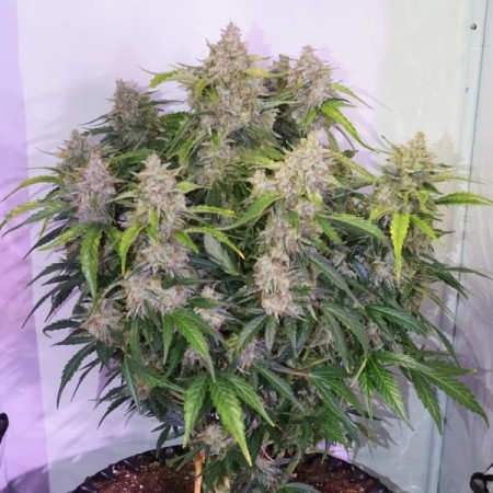 Skywalker Haze - Dutch Passion Seeds | Autoflowering Cannabis Seeds Skywalker Haze - Dutch Passion Seeds | Autoflowering Cannabis Seeds
