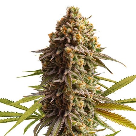 Wedding Cake - Royal Queen Seeds | Autoflowering Cannabis Seeds