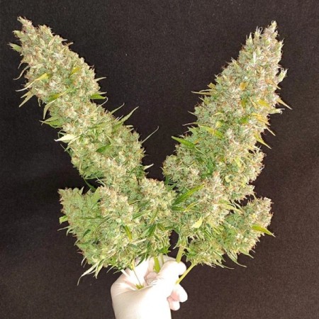 Ultimate - Dutch Passion Seeds | Autoflowering Cannabis Seeds Ultimate - Dutch Passion Seeds | Autoflowering Cannabis Seeds