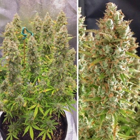 Ultimate - Dutch Passion Seeds | Autoflowering Cannabis Seeds Ultimate - Dutch Passion Seeds | Autoflowering Cannabis Seeds