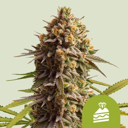 Wedding Cake - Royal Queen Seeds | Autoflowering Cannabis Seeds