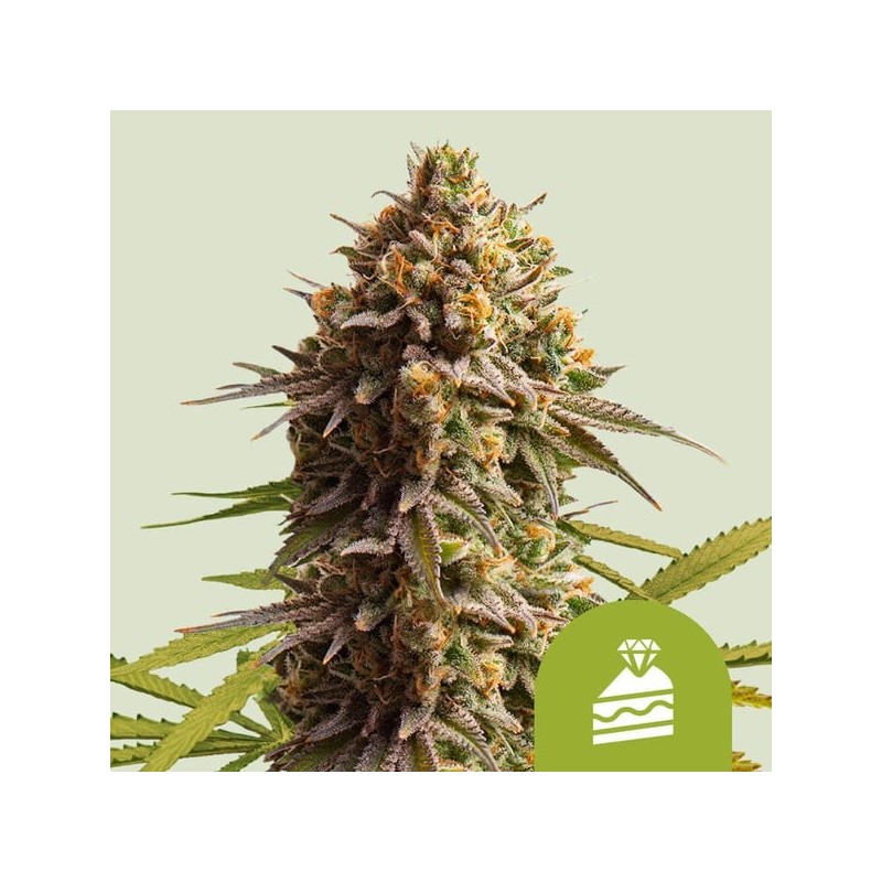 Wedding Cake - Royal Queen Seeds | Autoflowering Cannabis Seeds