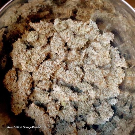 Critical Orange Punch - Dutch Passion Seeds | Feminized Critical Orange Punch - Dutch Passion Seeds | Feminized