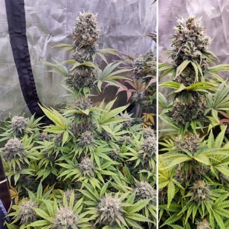 Euforia - Dutch Passion Seeds | Feminized Cannabis Seeds Euforia - Dutch Passion Seeds | Feminized Cannabis Seeds