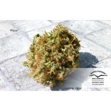 Mazar - Dutch Passion Seeds | Feminized Cannabis Seeds Mazar - Dutch Passion Seeds | Feminized Cannabis Seeds