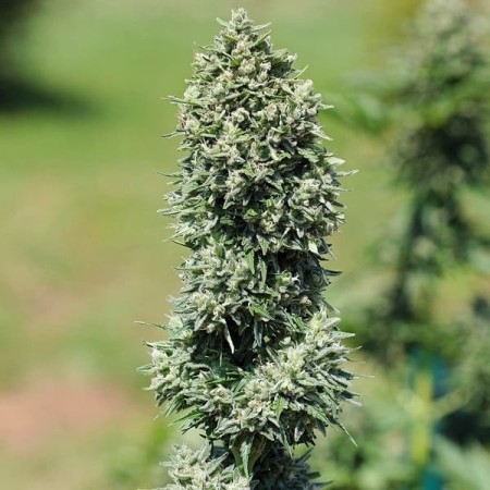 Royal Cookies - Royal Queen Seeds | Autoflowering Cannabis Seeds Royal Cookies - Royal Queen Seeds | Autoflowering Cannabis Seeds