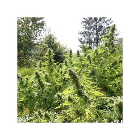Passion Nr. 1 - Dutch Passion Seeds | Feminized Cannabis Seeds Passion Nr. 1 - Dutch Passion Seeds | Feminized Cannabis Seeds