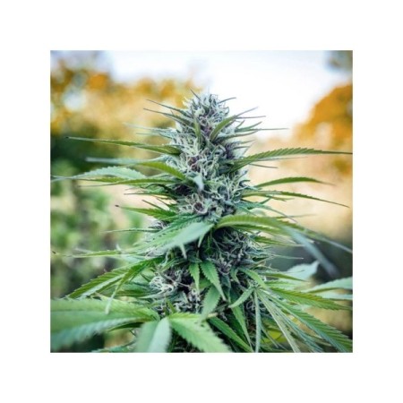 Passion Nr. 1 - Dutch Passion Seeds | Feminized Cannabis Seeds Passion Nr. 1 - Dutch Passion Seeds | Feminized Cannabis Seeds