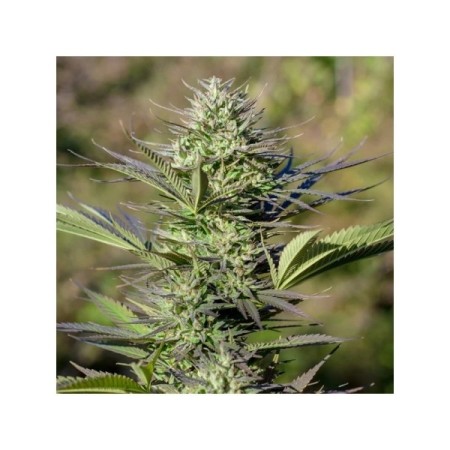 Passion Nr. 1 - Dutch Passion Seeds | Feminized Cannabis Seeds Passion Nr. 1 - Dutch Passion Seeds | Feminized Cannabis Seeds