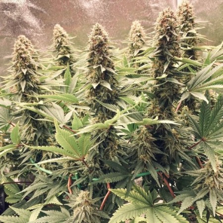 Power Plant - Dutch Passion Seeds | Feminized Cannabis Seeds Power Plant - Dutch Passion Seeds | Feminized Cannabis Seeds