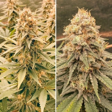 Power Plant - Dutch Passion Seeds | Feminized Cannabis Seeds Power Plant - Dutch Passion Seeds | Feminized Cannabis Seeds