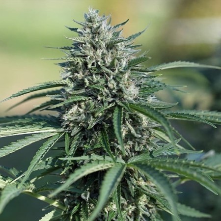Royal Cookies - Royal Queen Seeds | Autoflowering Cannabis Seeds Royal Cookies - Royal Queen Seeds | Autoflowering Cannabis Seeds