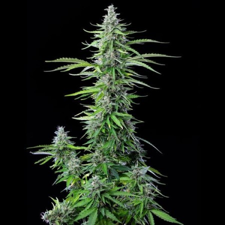 Royal Cookies - Royal Queen Seeds | Autoflowering Cannabis Seeds Royal Cookies - Royal Queen Seeds | Autoflowering Cannabis Seeds